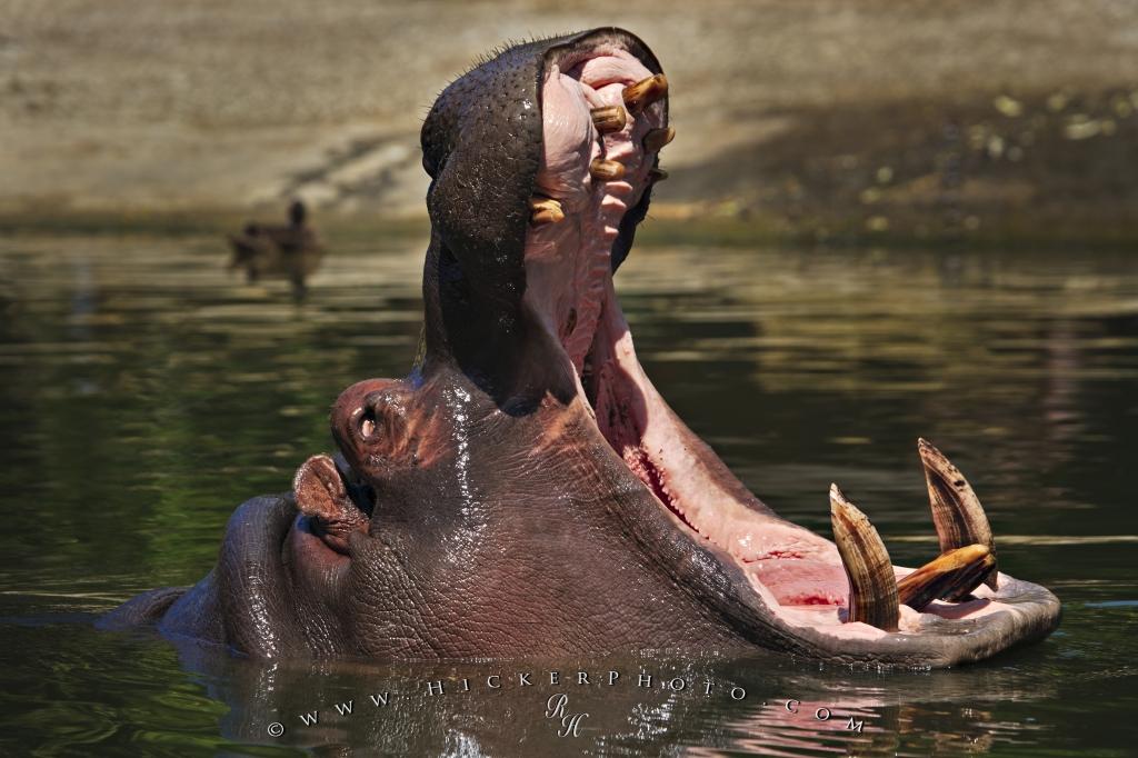 Hippo with teeth